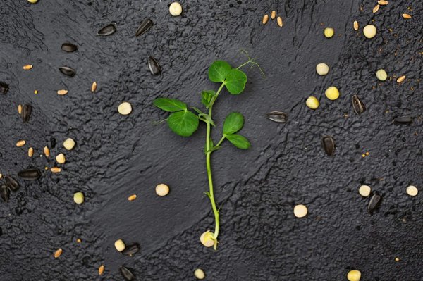 How Do Community Microgrids Contribute to UK's Energy Independence?